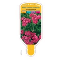 CHROMOS FLEURS VIVACES CHROMOS FLEURS VIVACES-A - Absinthe à Aubriète-ACHILLEA millefolium CERISE QUEEN - Graineterie A. DUCRETTET