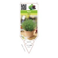 chromos CHROMOS PLANTS POTAGERS T à Z - Graineterie A. DUCRETTET