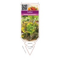 chromos CHROMOS PLANTS POTAGERS L - Laitue - Graineterie A. DUCRETTET