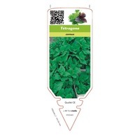 chromos CHROMOS PLANTS POTAGERS T à Z - Graineterie A. DUCRETTET