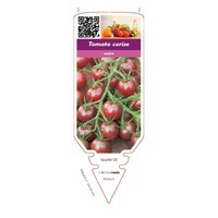 chromos CHROMOS PLANTS POTAGERS T - Tomate - Graineterie A. DUCRETTET