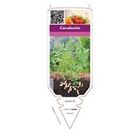chromos CHROMOS PLANTS POTAGERS C - Cacahuète à Cumin - Graineterie A. DUCRETTET