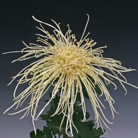 Plants PROCUT Cutting Chrysanthème fleur coupée PROCUT chrysanthème MAXIM - Graineterie A. DUCRETTET