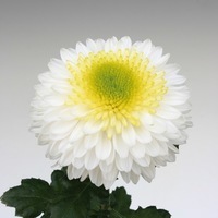Plants PROCUT Cutting Chrysanthème fleur coupée PROCUT chrysanthème variétés diverses - Graineterie A. DUCRETTET