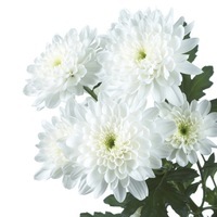 Graines de fleurs PROCUT Cutting Chrysanthème fleur coupée PROCUT chrysanthème ZEMBLA - Graineterie A. DUCRETTET