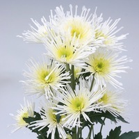 Plants PROCUT Cutting Chrysanthème fleur coupée PROCUT chrysanthème ANNECY - Graineterie A. DUCRETTET