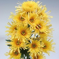 Plants PROCUT Cutting Chrysanthème fleur coupée PROCUT chrysanthème ANNECY - Graineterie A. DUCRETTET