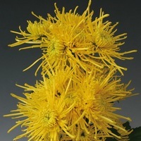 Plants PROCUT Cutting Chrysanthème fleur coupée PROCUT chrysanthème variétés diverses - Graineterie A. DUCRETTET