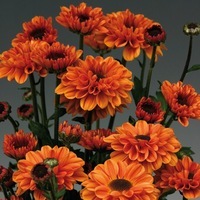 Graines de fleurs PROCUT Cutting Chrysanthème fleur coupée PROCUT chrysanthème VYKING - Graineterie A. DUCRETTET
