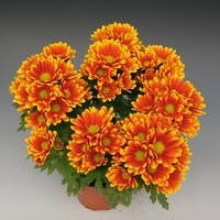 Plants PROCUT Cutting Chrysanthème pour pot PROCUT chrysanthème pot variétés diverses (Dendranthema) - Graineterie A. DUCRETTET