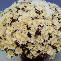 Plants PROPLANT 104 Chrysanthèmes multiflora PROPLANT 104 chrysanthème BRANROYAL - Graineterie A. DUCRETTET