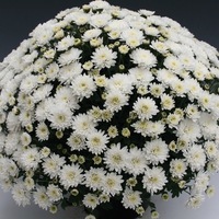 Plants PROPLANT 104 Chrysanthèmes multiflora PROPLANT 104 chrysanthème BRANFOUNTAIN - Graineterie A. DUCRETTET