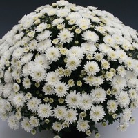 Plants PROCUT Cutting Chrysanthème multiflore PROCUT chrysanthème BRANFOUNTAIN - Graineterie A. DUCRETTET