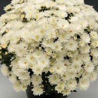 Plants PROPLANT 104 Chrysanthèmes multiflora PROPLANT 104 chrysanthème BRANBEACH - Graineterie A. DUCRETTET