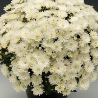 Plants PROCUT Cutting Chrysanthème multiflore PROCUT chrysanthème BRANBEACH - Graineterie A. DUCRETTET