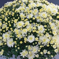 Plants PROCUT Cutting Chrysanthème multiflore PROCUT chrysanthème BRANBIRD - Graineterie A. DUCRETTET
