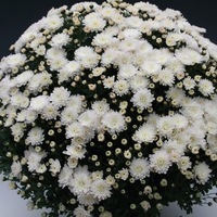 Graines de fleurs PROCUT Cutting Chrysanthème multiflore PROCUT chrysanthème BRANPERFECT - Graineterie A. DUCRETTET