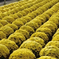 Plants PROPLANT 104 Chrysanthèmes multiflora PROPLANT 104 chrysanthème BRANCLOUD - Graineterie A. DUCRETTET