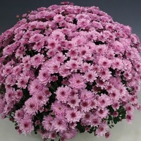 Plants PROPLANT 104 Chrysanthèmes multiflora PROPLANT 104 chrysanthème BRANSOUND - Graineterie A. DUCRETTET