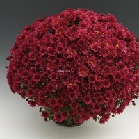 Plants PROCUT Cutting Chrysanthème multiflore PROCUT chrysanthème BRANROYAL - Graineterie A. DUCRETTET