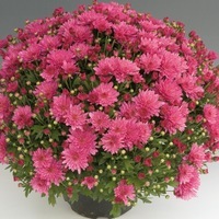 Plants PROPLANT 104 Chrysanthèmes multiflora PROPLANT chrysanthème BRANSKY - Graineterie A. DUCRETTET