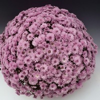 Plants PROPLANT 104 Chrysanthèmes multiflora PROPLANT 104 chrysanthème BRANFOUNTAIN - Graineterie A. DUCRETTET