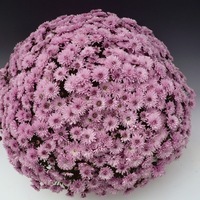 Plants PROCUT Cutting Chrysanthème multiflore PROCUT chrysanthème BRANFOUNTAIN - Graineterie A. DUCRETTET