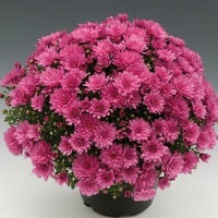 Plants PROCUT Cutting Chrysanthème multiflore PROCUT chrysanthème BRANBEACH - Graineterie A. DUCRETTET