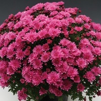Plants PROPLANT 104 Chrysanthèmes multiflora PROPLANT 104 chrysanthème BRANPERFECT - Graineterie A. DUCRETTET