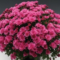 Graines de fleurs PROCUT Cutting Chrysanthème multiflore PROCUT chrysanthème BRANPERFECT - Graineterie A. DUCRETTET