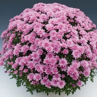 Plants PROCUT Cutting Chrysanthème multiflore PROCUT chrysanthème BRANOPAL - Graineterie A. DUCRETTET