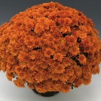 Plants PROCUT Cutting Chrysanthème multiflore PROCUT chrysanthème BRANFORTUNE - Graineterie A. DUCRETTET