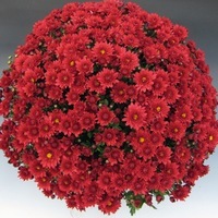 Plants PROPLANT 104 Chrysanthèmes multiflora PROPLANT chrysanthème BRANSEA - Graineterie A. DUCRETTET
