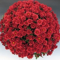 Plants PROCUT Cutting Chrysanthème multiflore PROCUT chrysanthème BRANSEA - Graineterie A. DUCRETTET