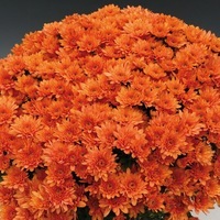 Plants PROPLANT 104 Chrysanthèmes multiflora PROPLANT chrysanthème BRANOPAL - Graineterie A. DUCRETTET