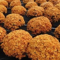 Plants PROPLANT 104 Chrysanthèmes multiflora PROPLANT 104 chrysanthème BRANCLOUD - Graineterie A. DUCRETTET