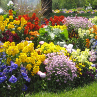 Graines de Fleurs - Graines de fleurs Bisannuelles - Graineterie A. DUCRETTET