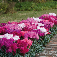 jeunes plants de cyclamens
