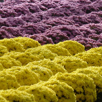 BRANDKAMP CHRYSANTHEMES FUCHSIA JOLLIES JEUNES PLANTS de fleurs et JEUNES PLANTS potagers - Jeunes plants BRANDKAMP – chrysanthèmes et annuelles - Graineterie A. DUCRETTET
