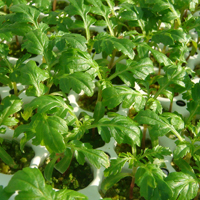 jeunes plants de fleurs et potagères pour printemps