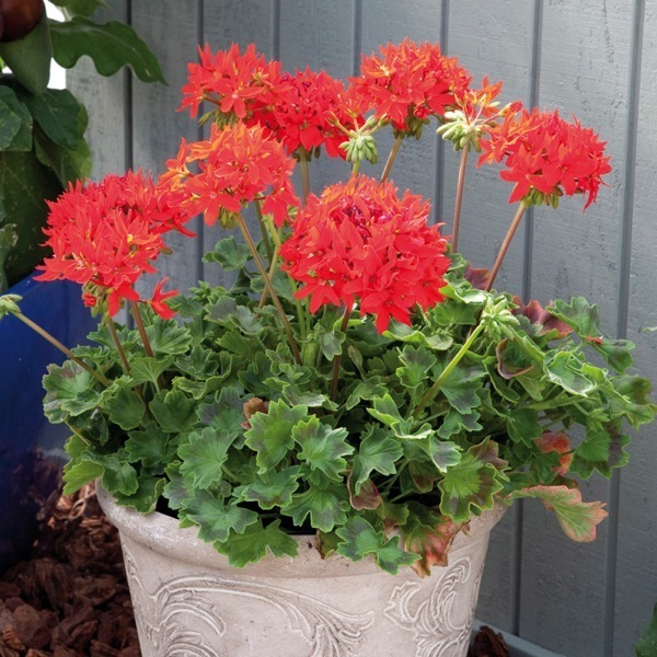 Graines de fleurs GERANIUM ZONALE QUANTUM F1 (Pelargonium zonale