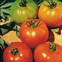  TOMATE RONDE TOMATE RONDE-FANDANGO F1 (Solanum lycopersicum)-Graines non traitées - Graineterie A. DUCRETTET