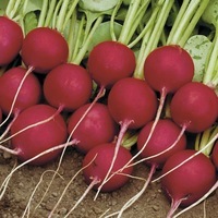 Graines potagères RADIS rond rouge BIO CELESTA F1 - Graineterie A. DUCRETTET