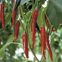 Graines potagères PIMENT BRÛLANT AMANDO F1 - Graineterie A. DUCRETTET