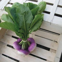 Graines potagères NAVET DECLIC F1 (Brassica rapa subsp. rapa) - Graineterie A. DUCRETTET