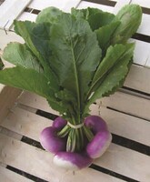  NAVET NAVET-DECLIC F1 (Brassica rapa subsp. rapa)-Graines enrobées non traitées - Graineterie A. DUCRETTET