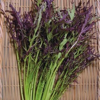 Graines potagères MOUTARDE DE CHINE Rouge RUBIS (Brassica rapa juncea) - Graineterie A. DUCRETTET