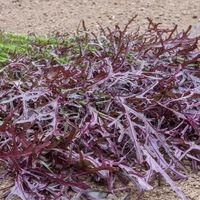 Graines potagères MOUTARDE DE CHINE ROUGE METIS (Brassica rapa juncea) - Graineterie A. DUCRETTET