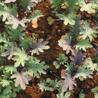  CHOUX ASIATIQUES DIVERS CHOUX ASIATIQUES DIVERS-KALINKA (Brassica campestris narinosa)-Graines non traitées - Graineterie A. DUCRETTET