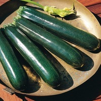 Graines potagères COURGETTE verte cylindrique MIRZA F1 - Graineterie A. DUCRETTET